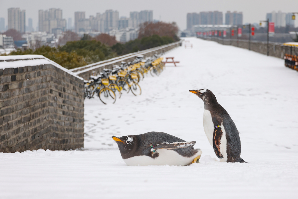 Two penguins from Nanjing Underwater World accompany their keepers on a walk along the Nanjing City Wall in Jiangsu Province, on January 20, 2026. /VCG