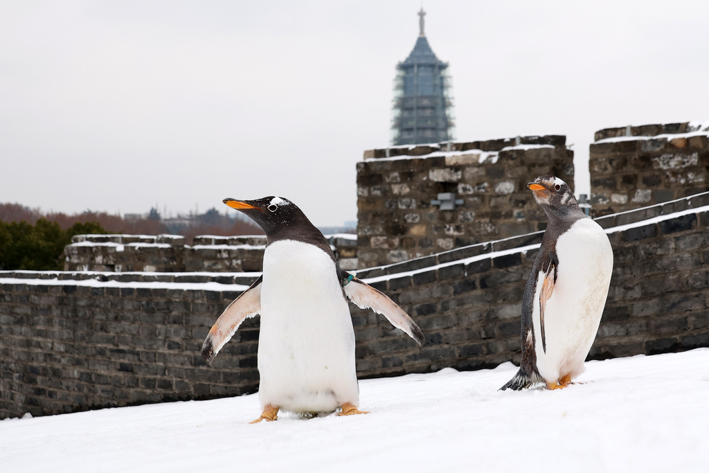 Two penguins from Nanjing Underwater World accompany their keepers on a walk along the Nanjing City Wall in Jiangsu Province, on January 20, 2026. /VCG