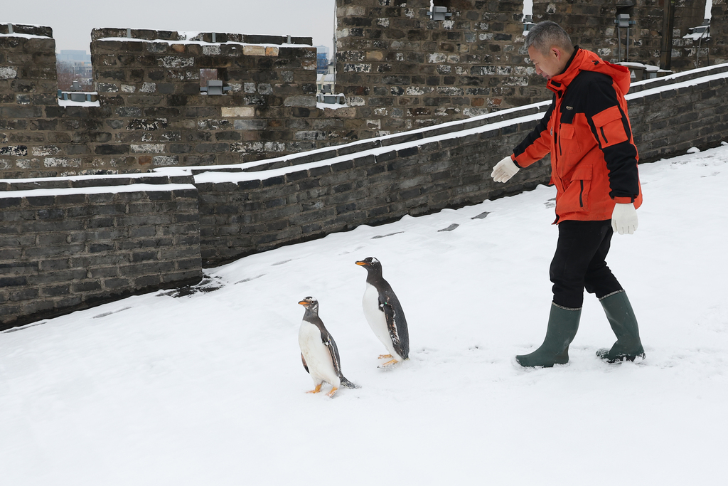 Two penguins from Nanjing Underwater World accompany their keepers on a walk along the Nanjing City Wall in Jiangsu Province, on January 20, 2026. /VCG