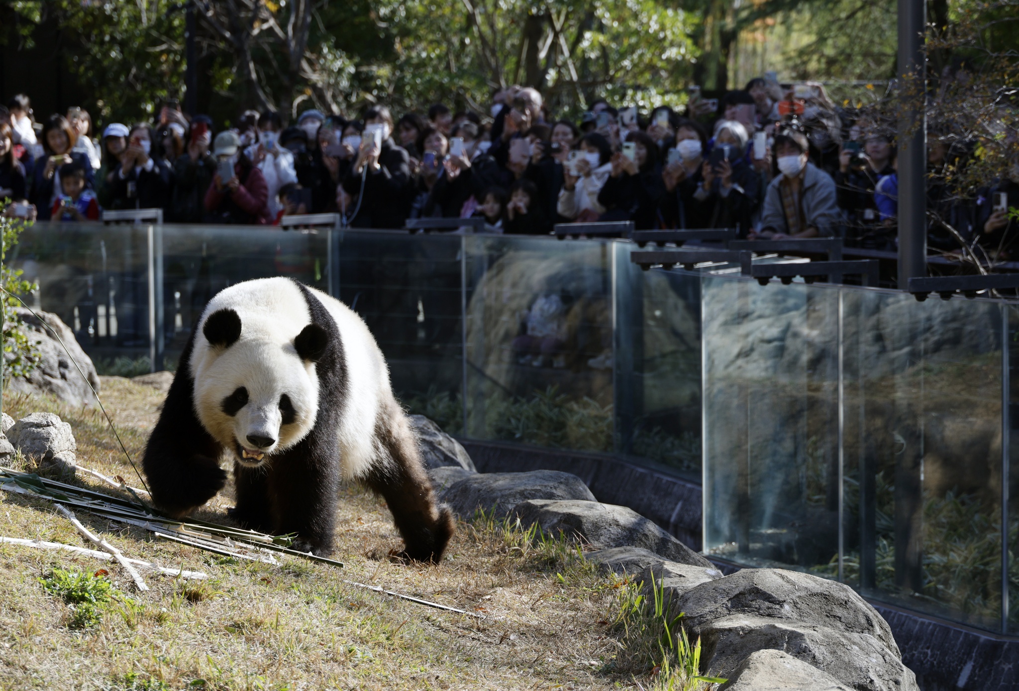 A photo taken in December, 2025, shows visitors gathering to watch giant panda Xiao Xiao at Tokyo's Ueno Zoo. /VCG