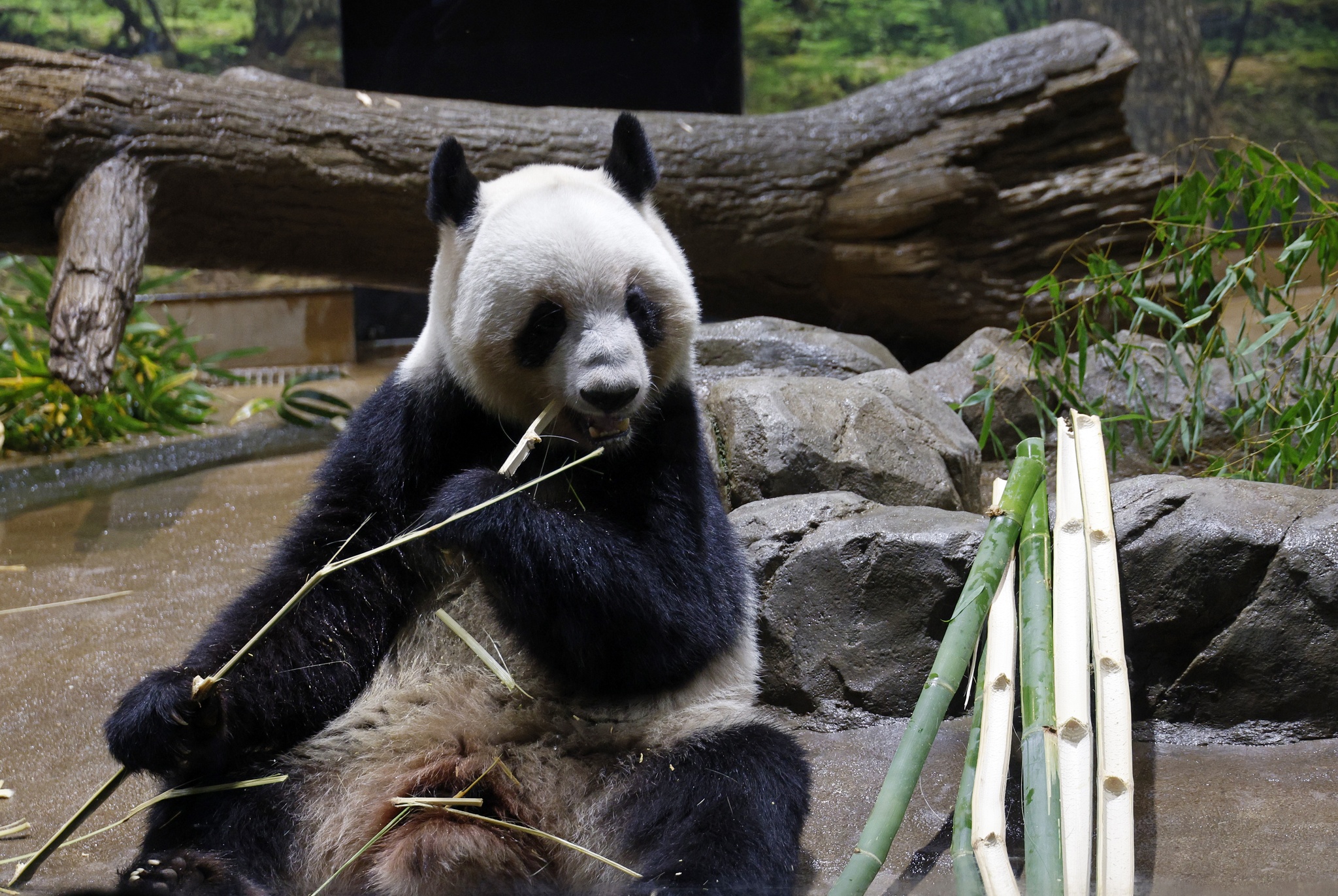 A photo taken in December, 2025, shows giant panda Lei Lei eating bamboo at Tokyo's Ueno Zoo. /VCG