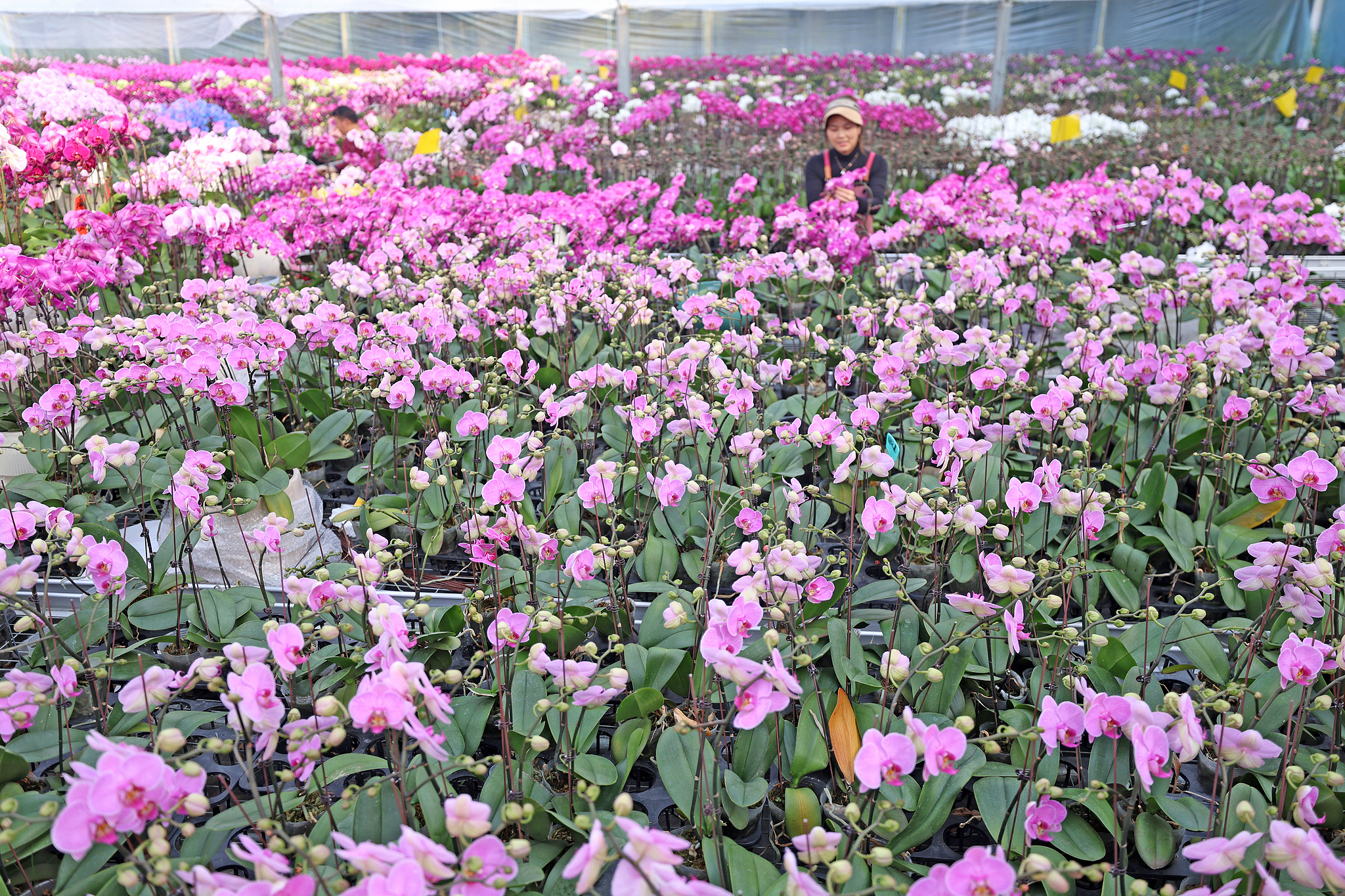 Farmers take care of newly cultivated moth orchids at a greenhouse in Tancheng County, Shandong Province, January 21, 2026. /VCG