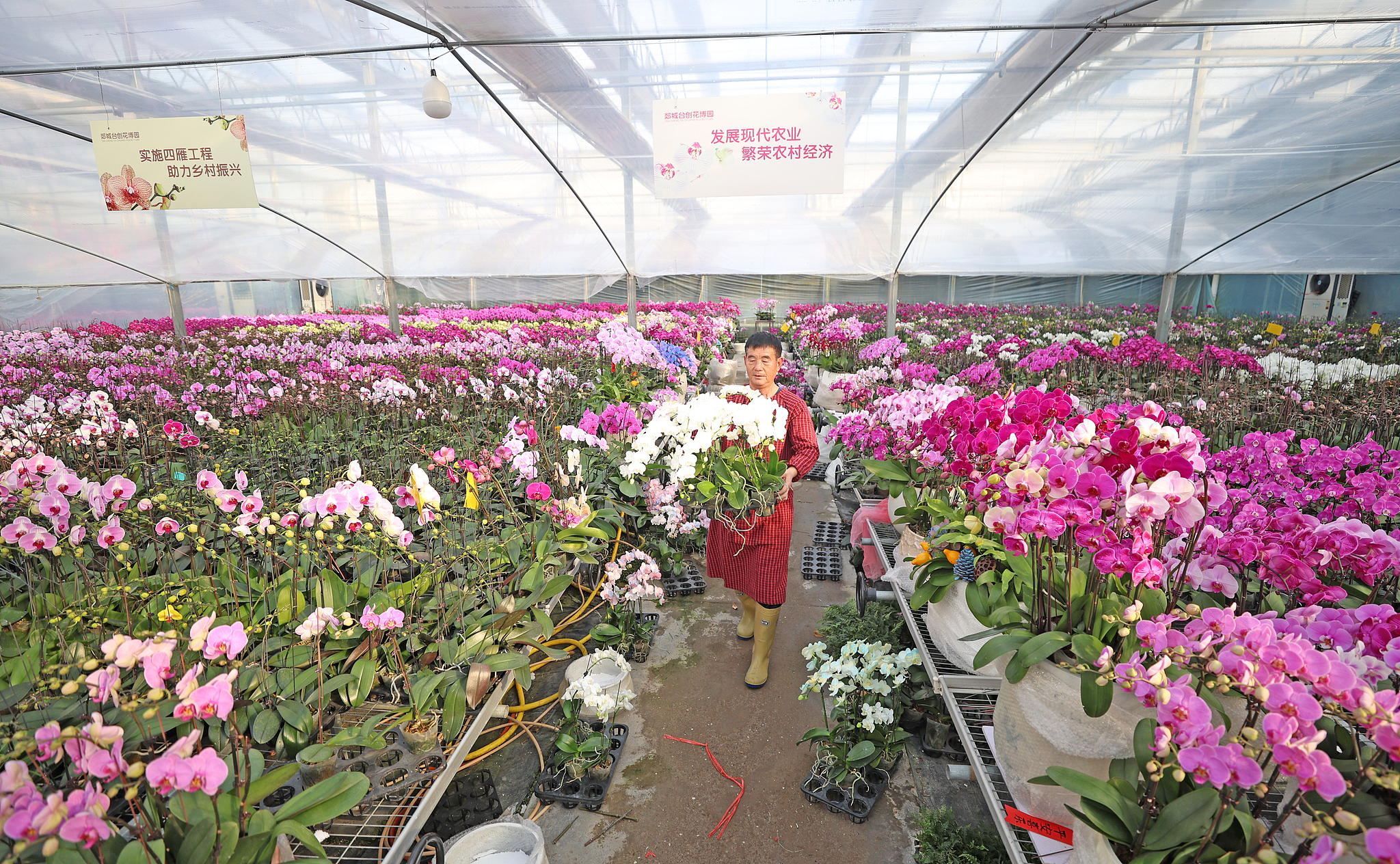 A farmer takes care of newly cultivated moth orchids at a greenhouse in Tancheng County, Shandong Province, January 21, 2026. /VCG