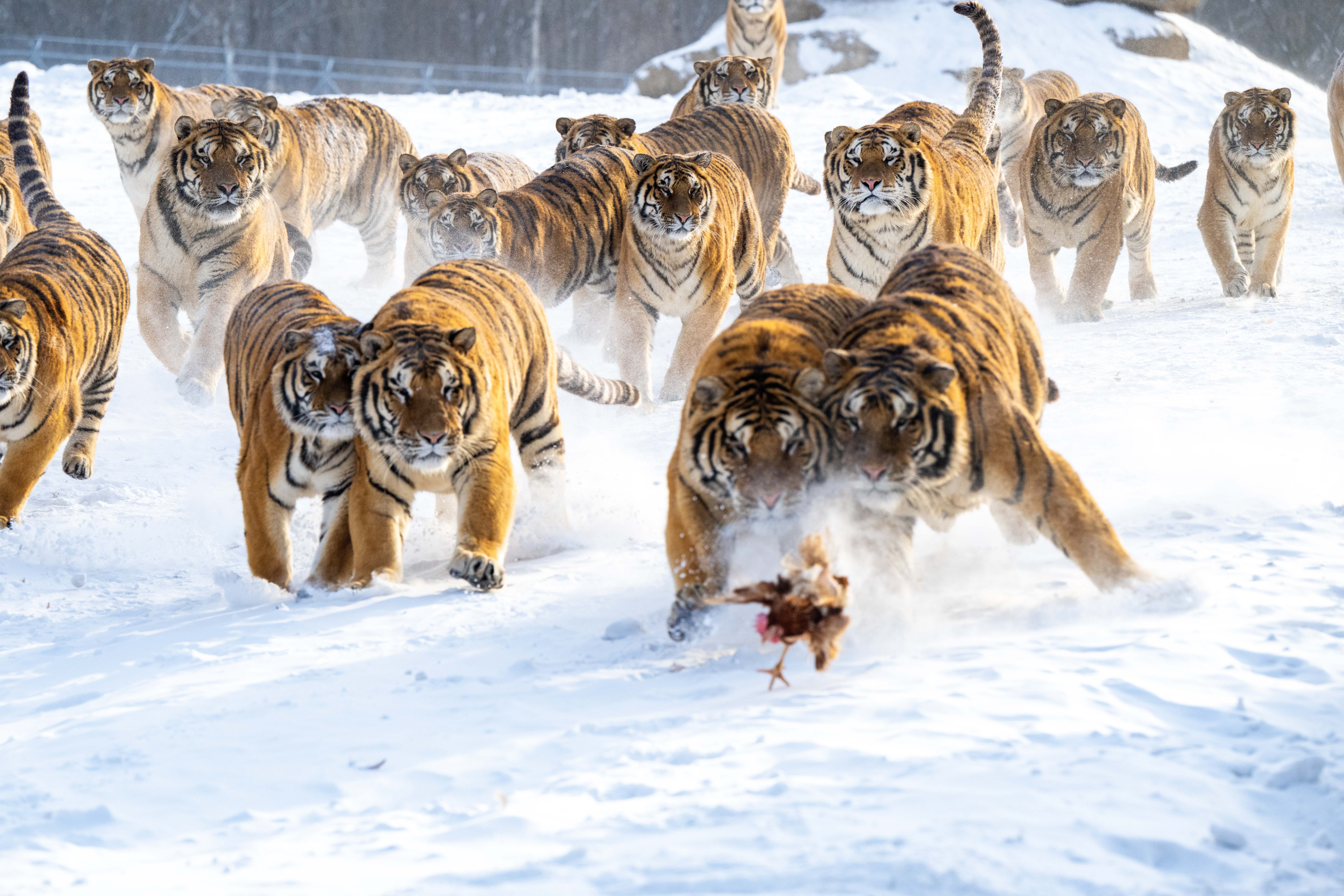 Siberian tigers are seen competing for food at the Hengdaohezi Siberian Tiger Park in Mudanjiang City, Heilongjiang Province on January 21, 2026. /IC