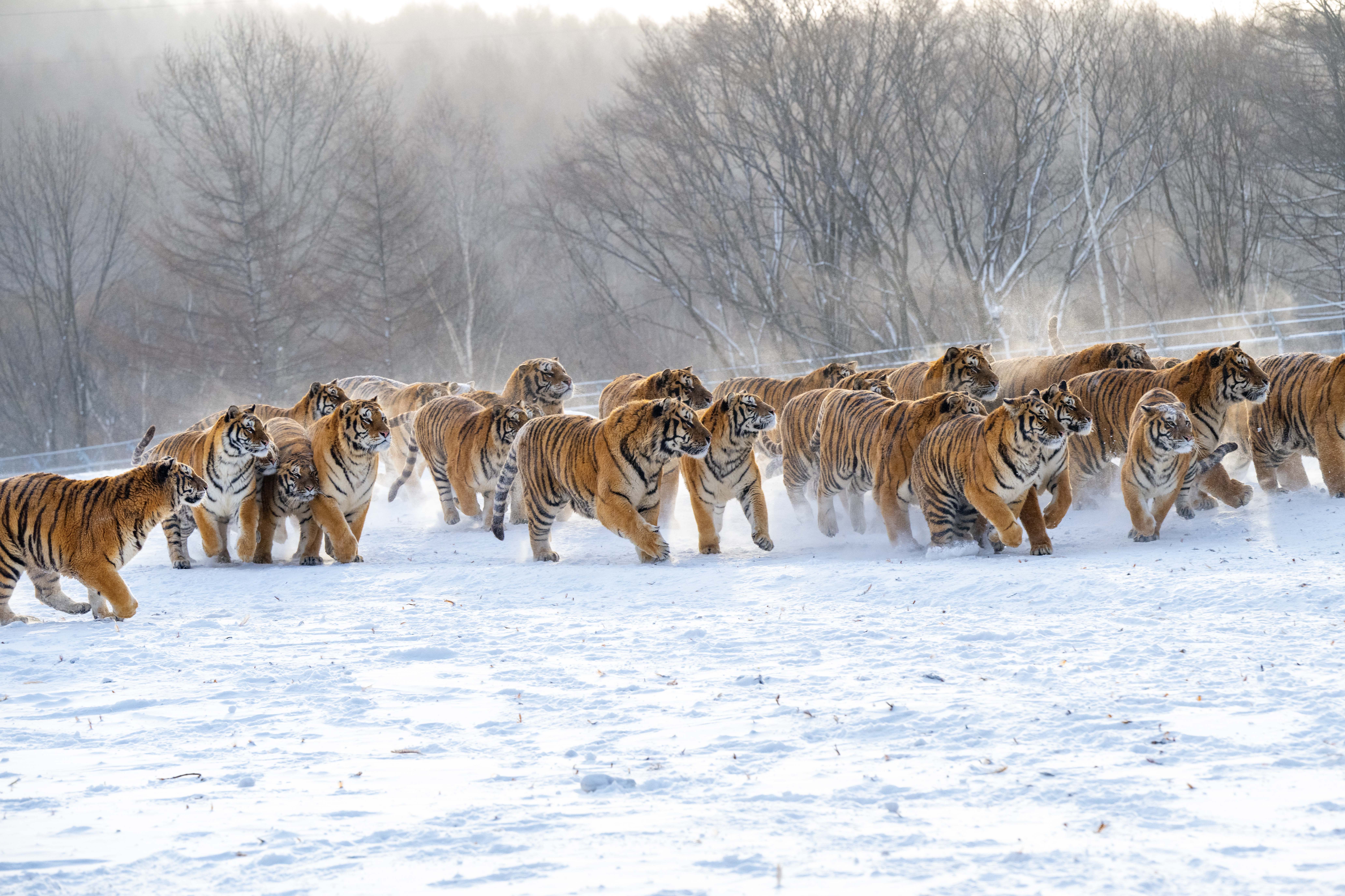 Siberian tigers are pictured at the Hengdaohezi Siberian Tiger Park in Mudanjiang City, Heilongjiang Province, on January 21, 2026. /IC