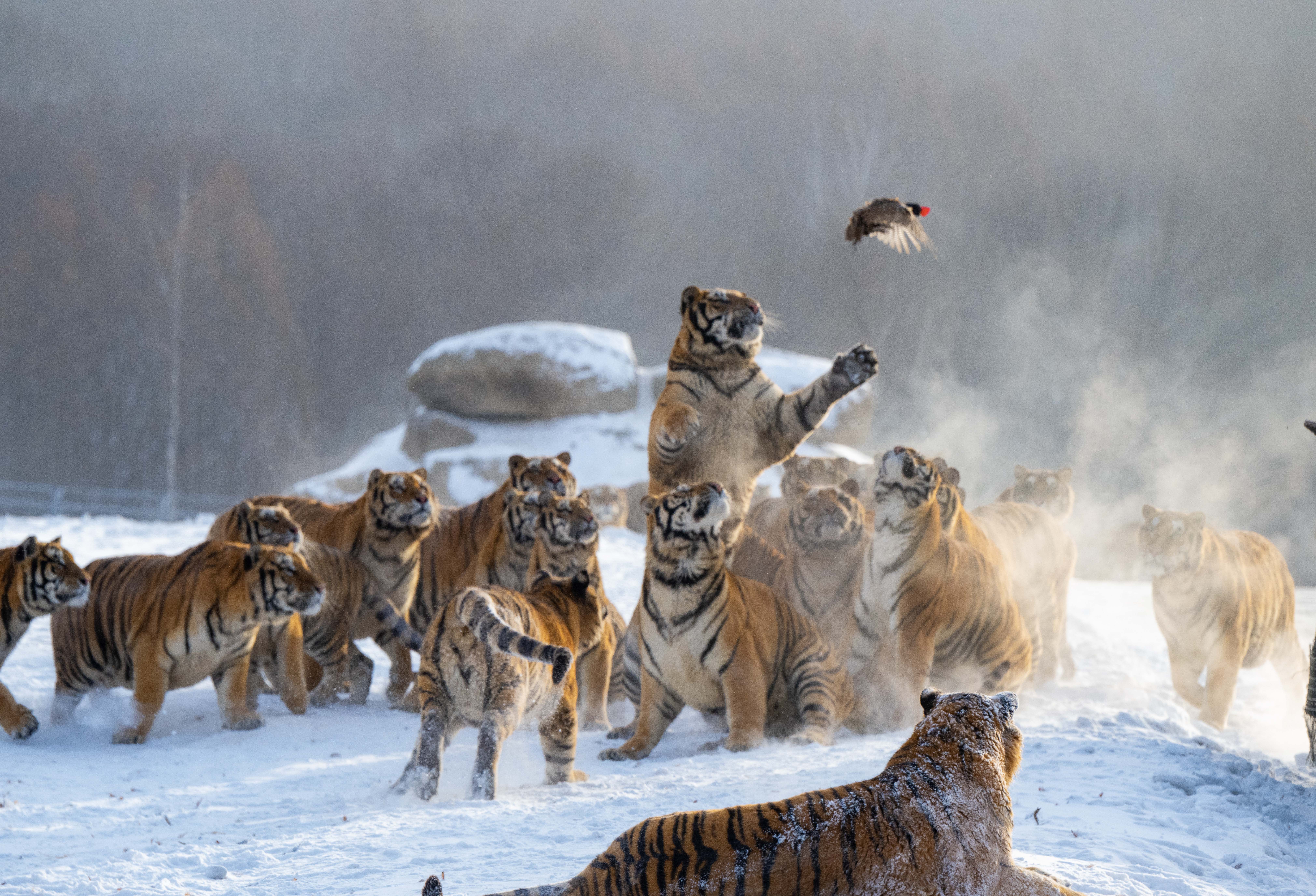 Siberian tigers are seen competing for food at the Hengdaohezi Siberian Tiger Park in Mudanjiang City, Heilongjiang Province on January 21, 2026. /IC