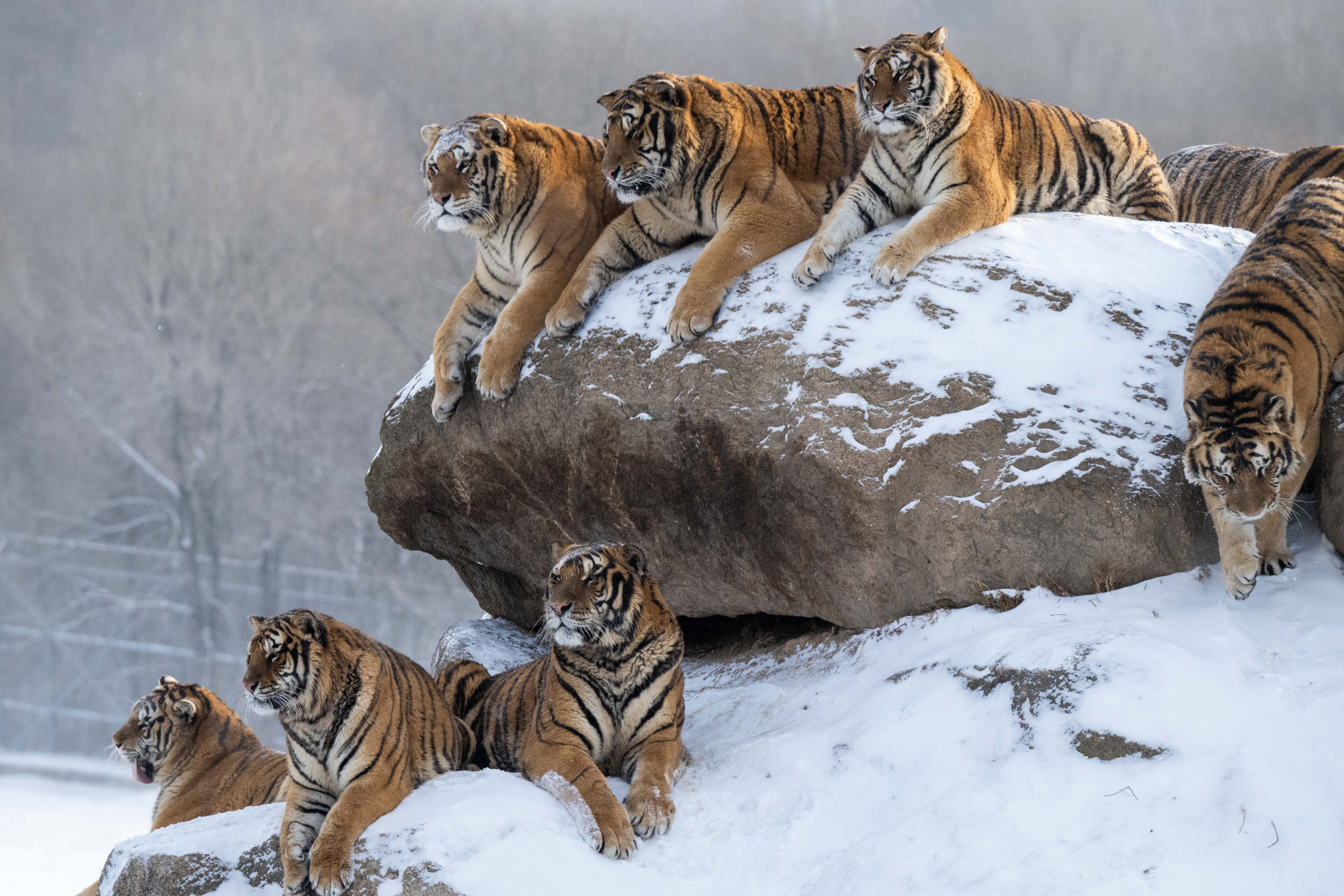 Siberian tigers are pictured at the Hengdaohezi Siberian Tiger Park in Mudanjiang City, Heilongjiang Province, on January 21, 2026. /IC