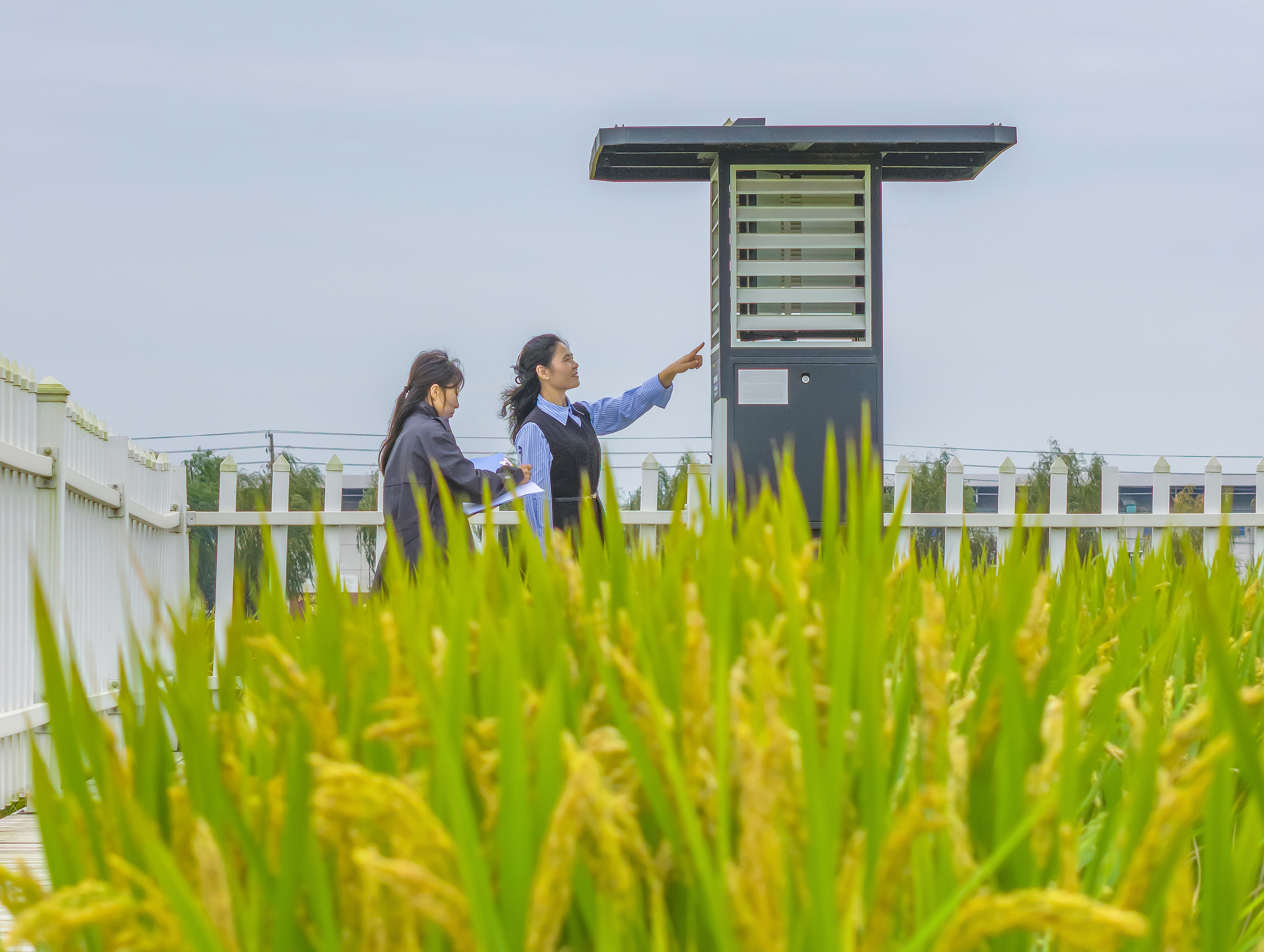 Staff monitor rice pests and diseases in real time using an AI pest monitoring device in Suqian City, east China's Jiangsu Province, October 20, 2025. /VCG