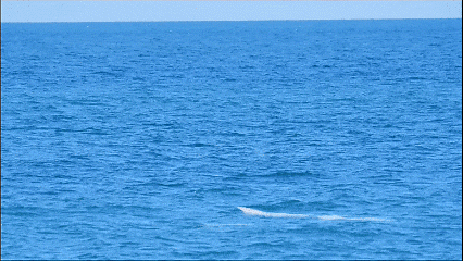 Humpback dolphins swim near the cable-laying area. /SASAC
