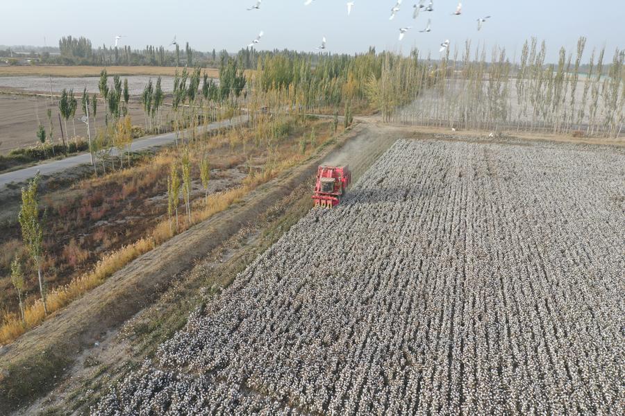 A cotton picker operating in a field in Xayar County of Aksu, northwest China's Xinjiang Uygur Autonomous Region, October 21, 2025. /Xinhua