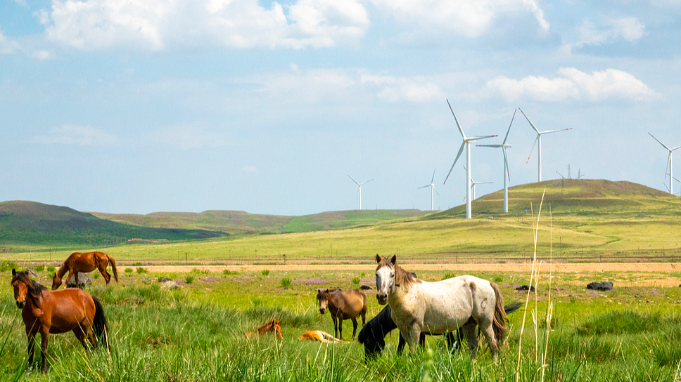 A serene view of herds and wind turbines on the prairie of Hohhot, Inner Mongolia Autonomous Region, China. /VCG