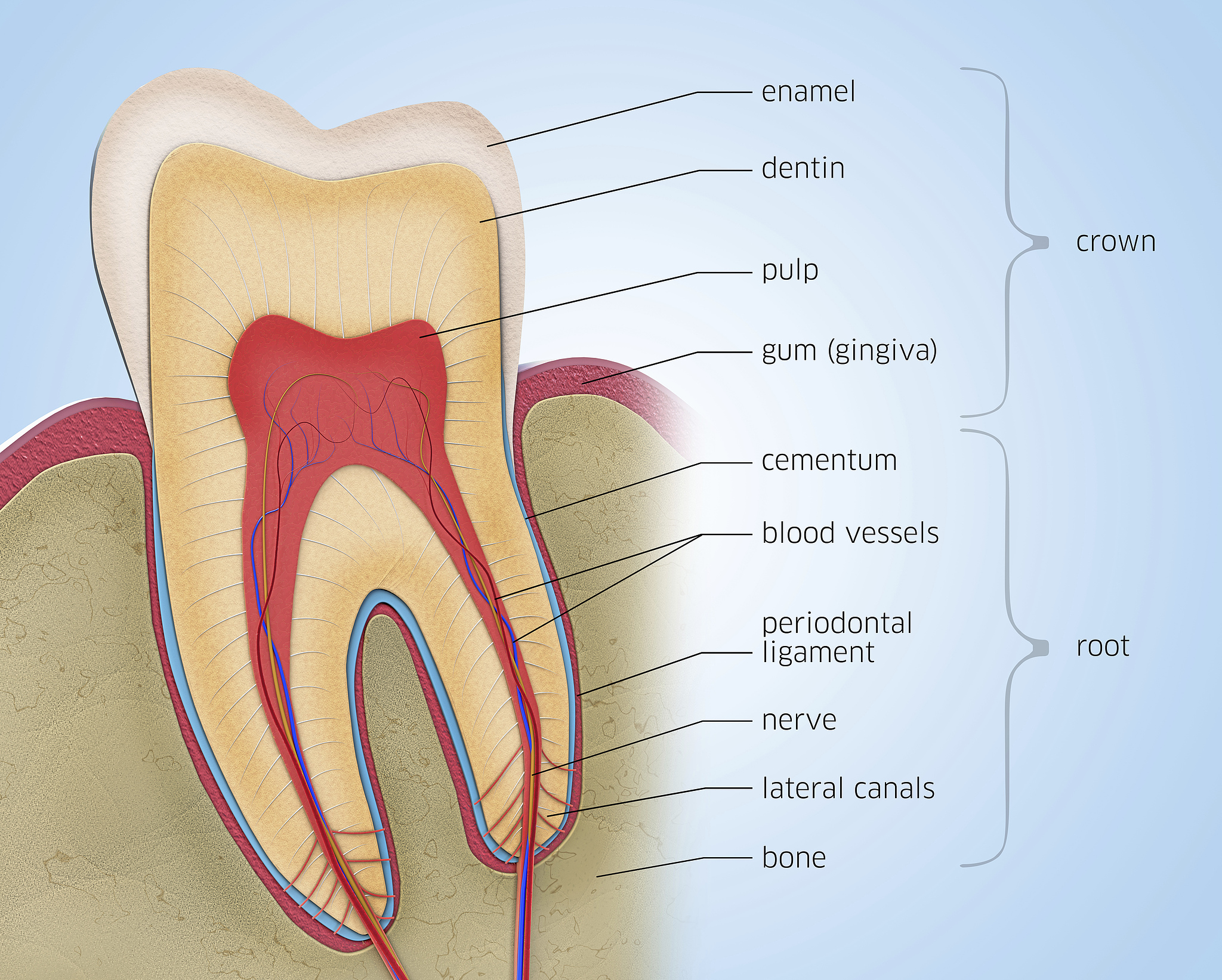 Illustration of tooth anatomy. /VCG