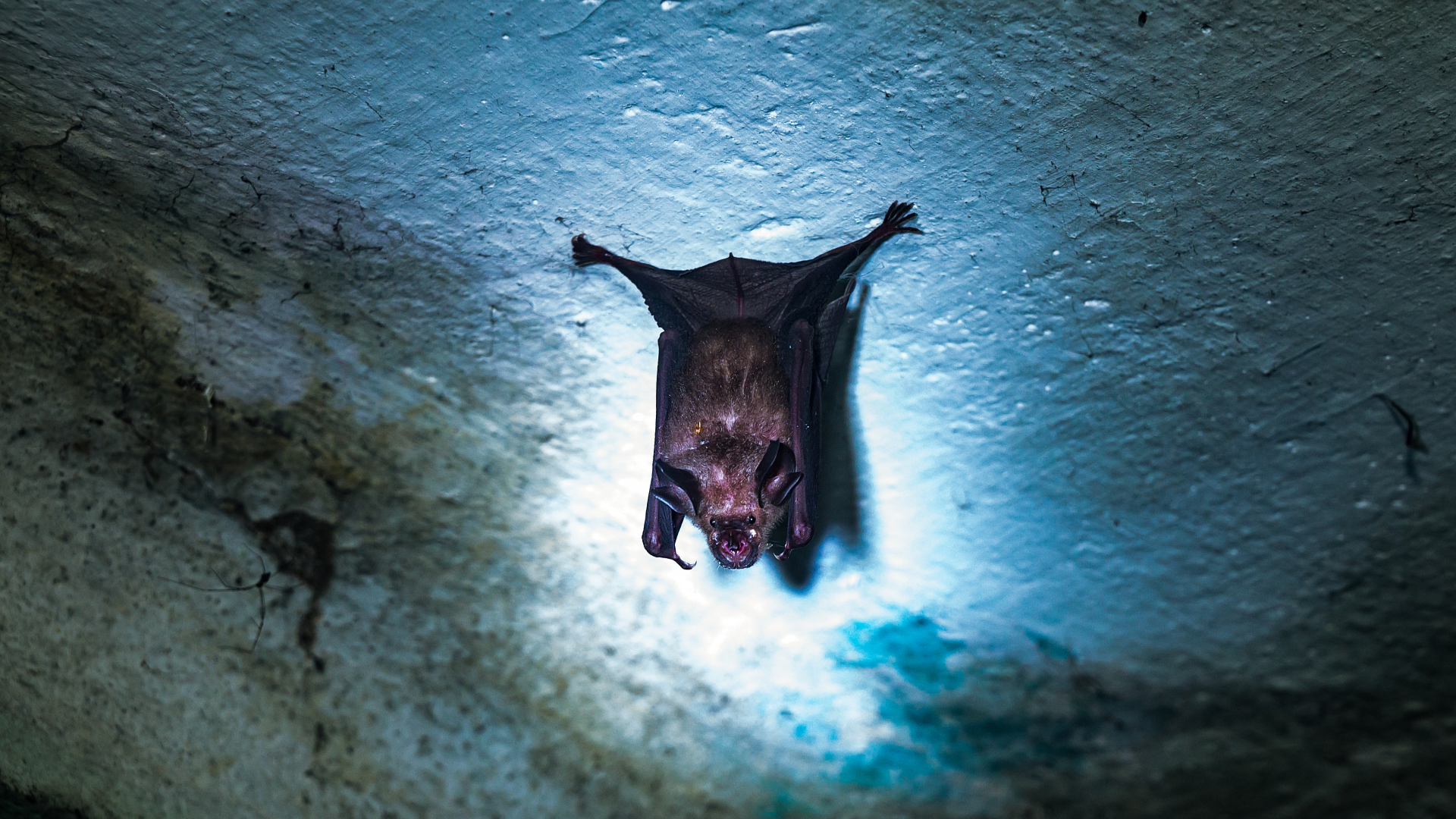 India reports Nipah virus cases as neighbors step up screening