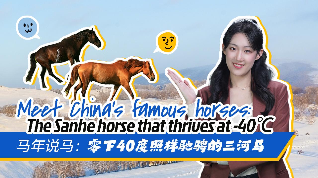 Meet China's famous horses: The Sanhe horse that thrives at -40℃