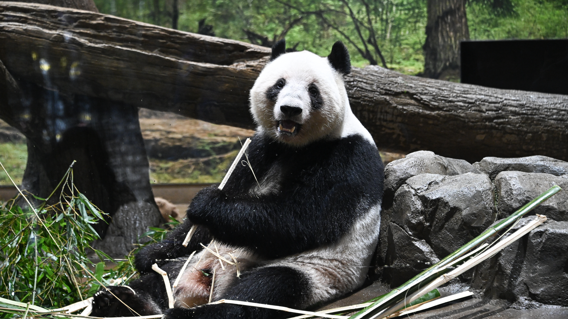 Twin pandas draw record crowds on final public day at Tokyo's Ueno Zoo