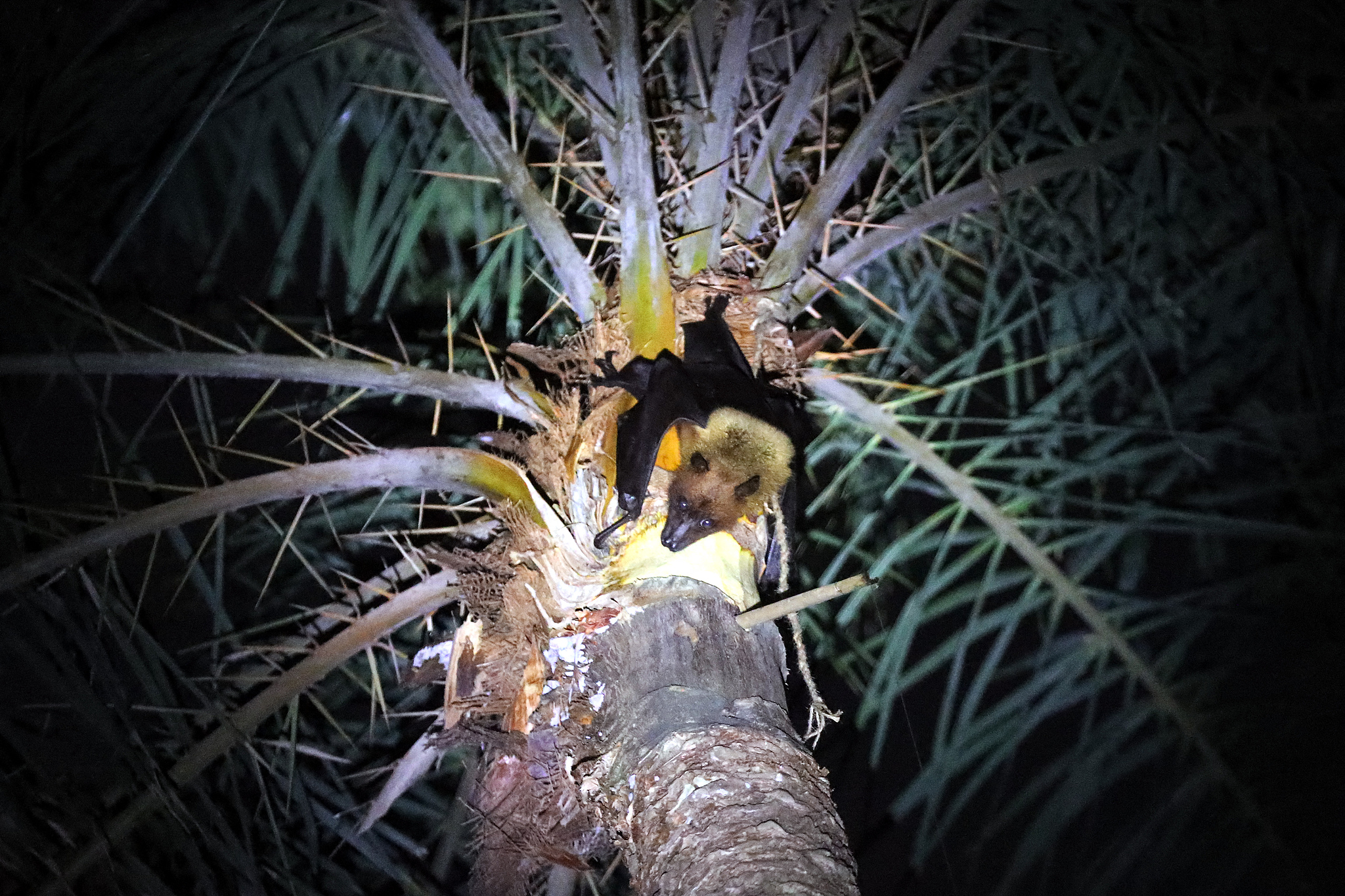 Caption: A bat drinks sap from a date palm tree in Munshiganj on the outskirts of Dhaka, Bangladesh on January 2, 2024. /VCG 