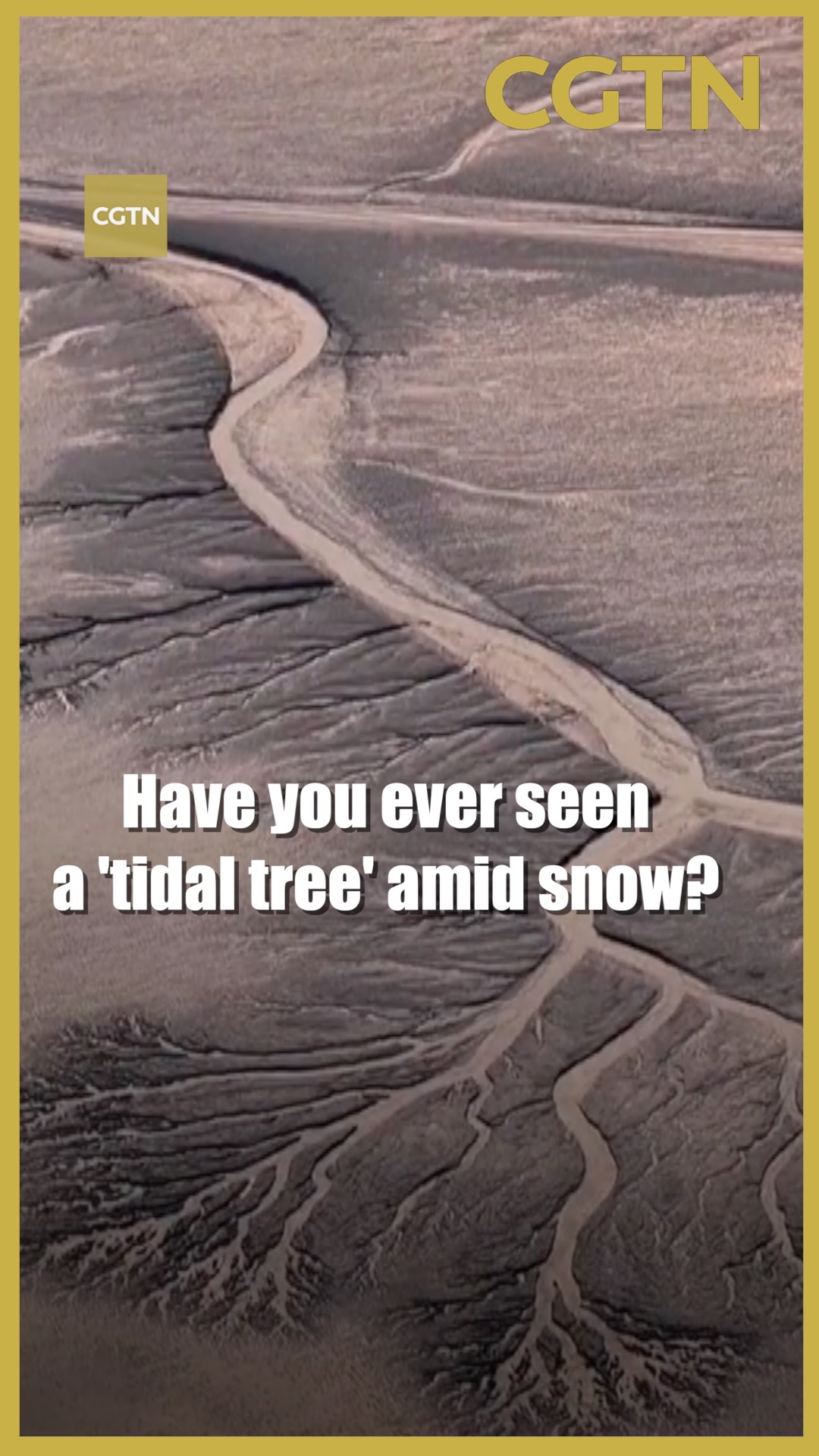 Have you ever seen a 'tidal tree' amid snow?