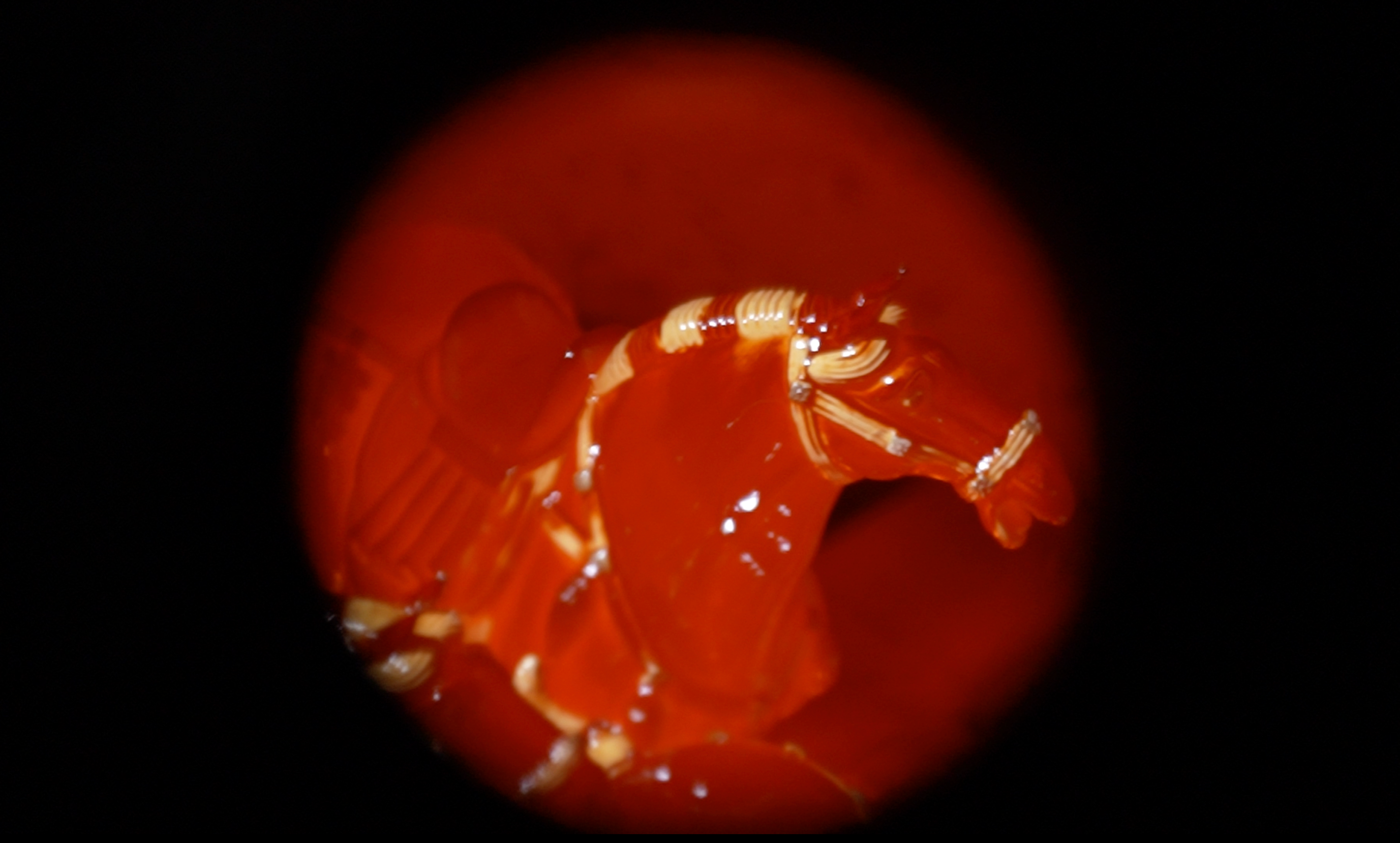 Molds being fired inside the kiln. /CGTN