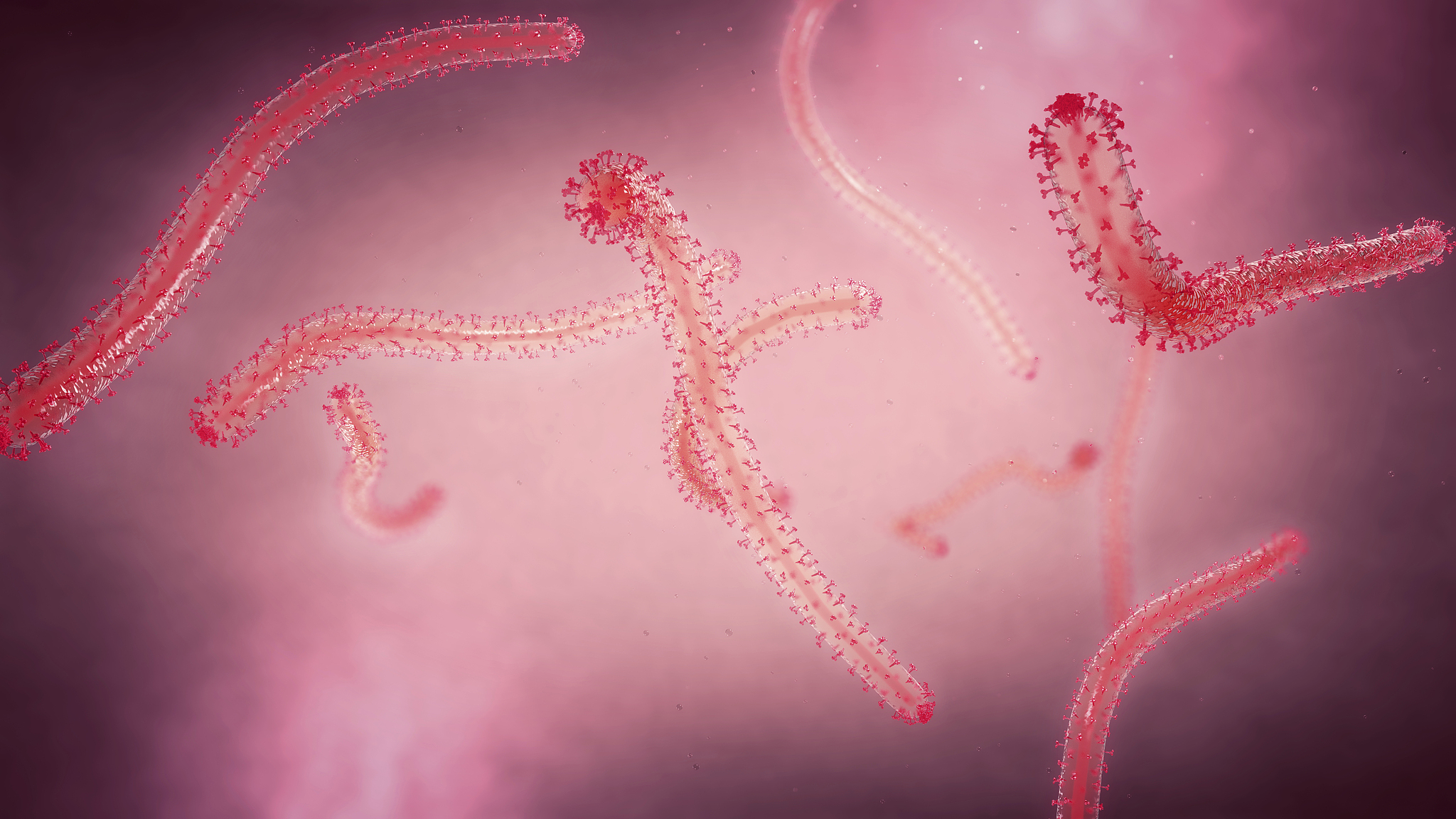 llustration of the Ebola virus. /VCG