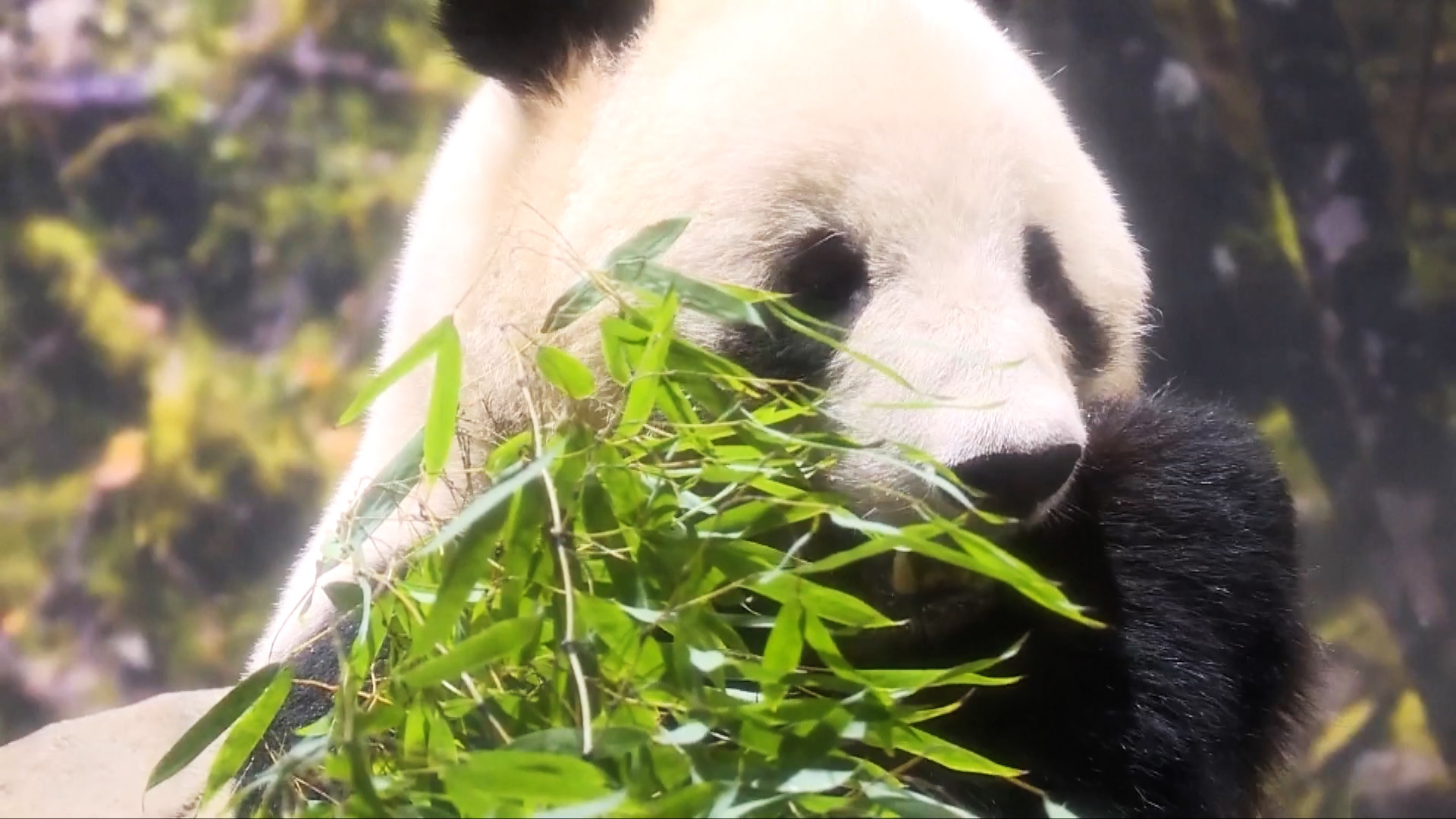 Last two pandas in Japan head home to China