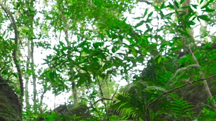 Rainforest adventure at Hainan's Wuzhishan