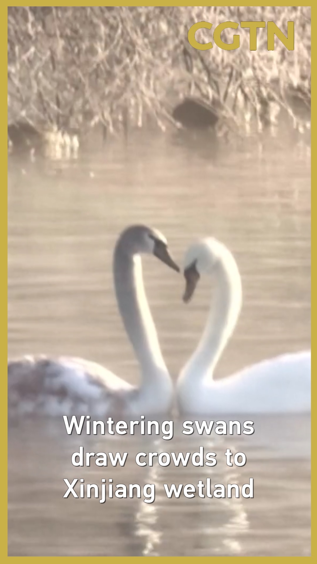 Wintering swans draw crowds to Xinjiang wetland