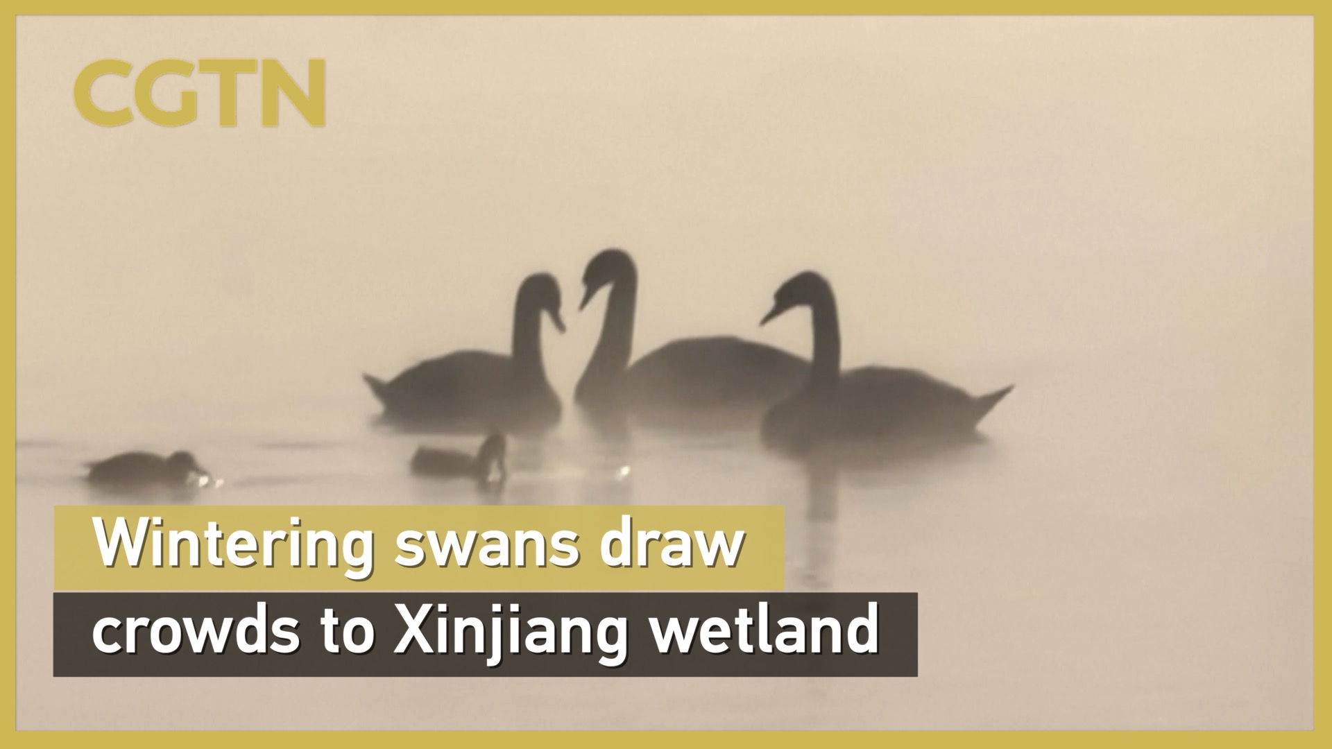 Wintering swans draw crowds to Xinjiang wetland