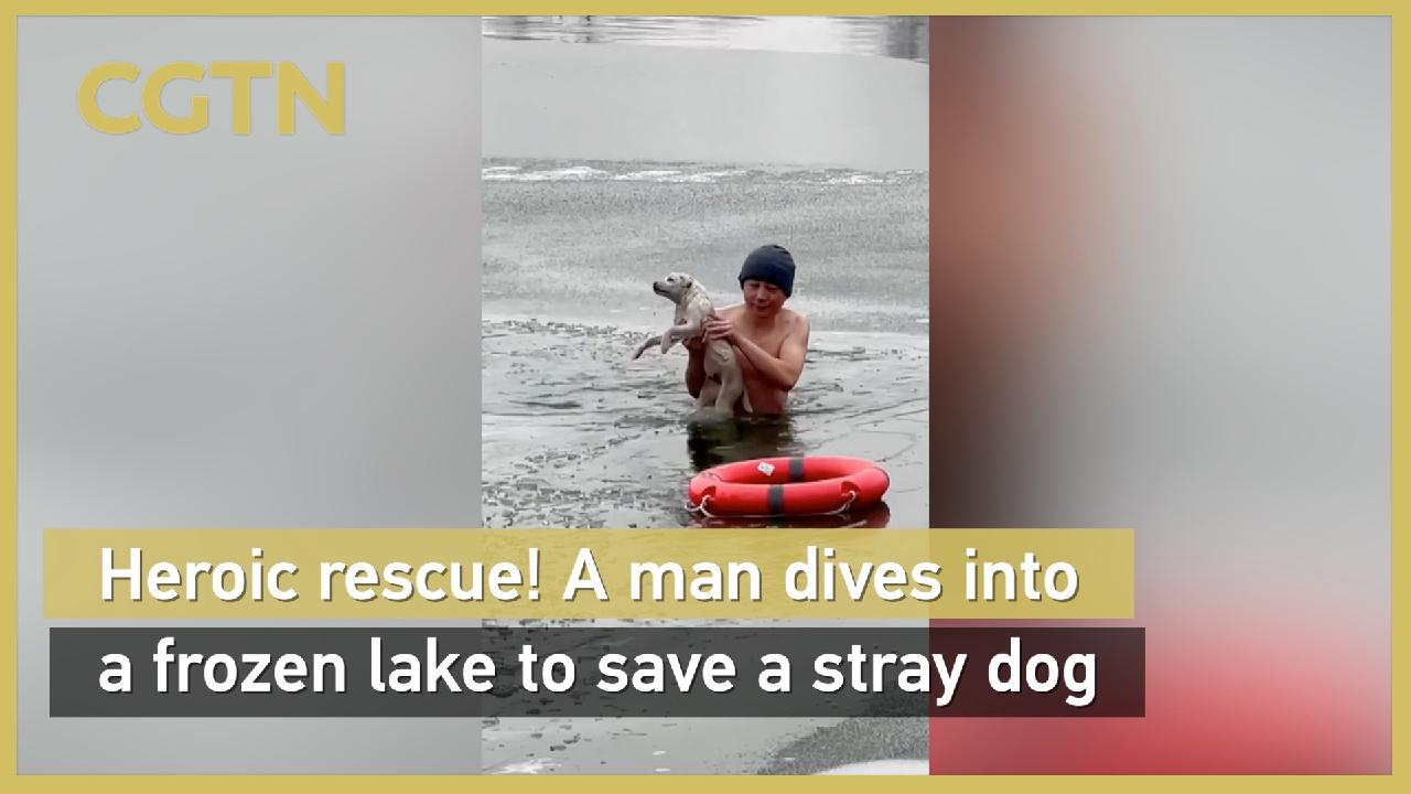 Heroic rescue! A man dives into a frozen lake to save a stray dog - CGTN