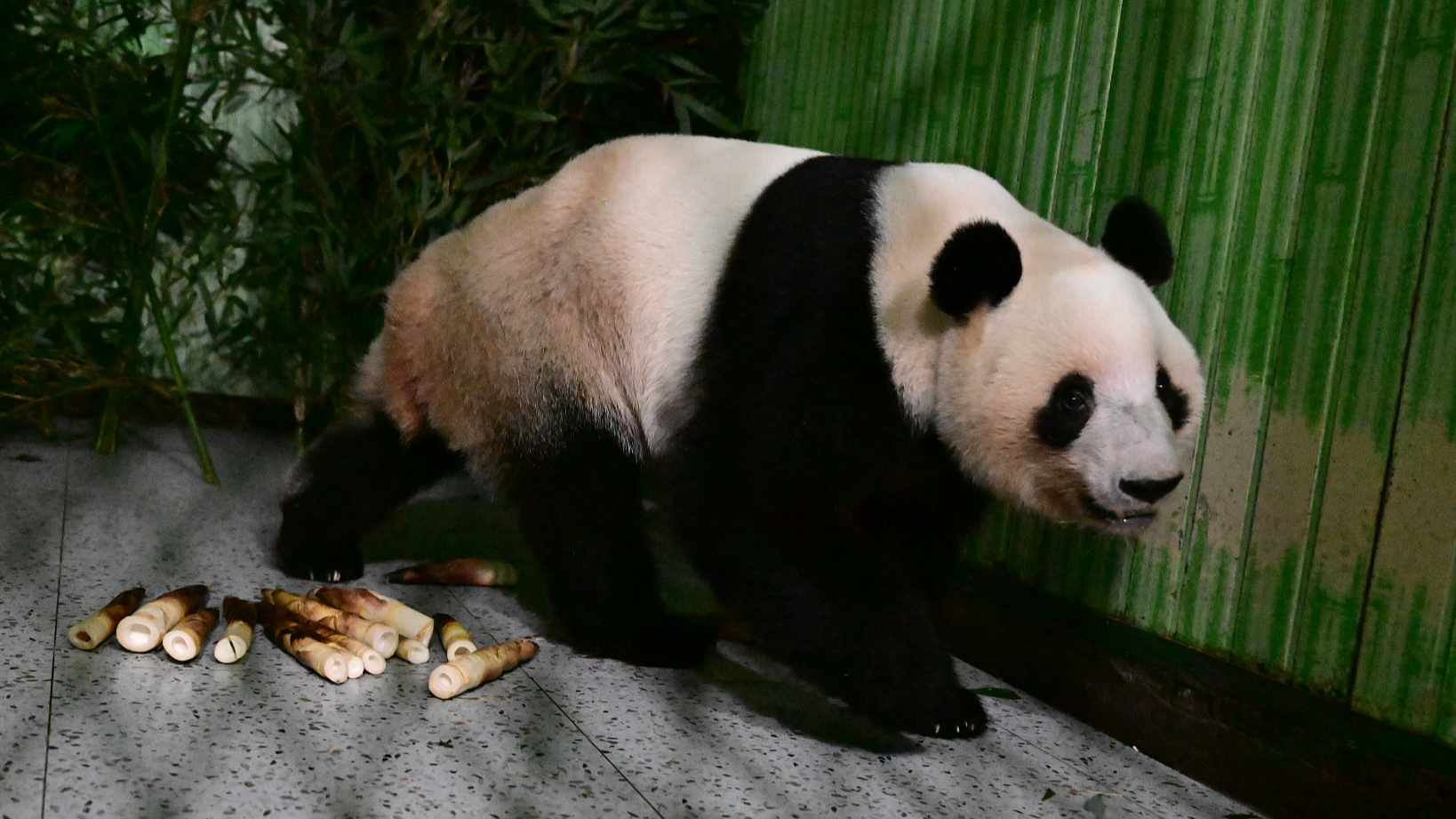Japan's last two giant pandas return to China