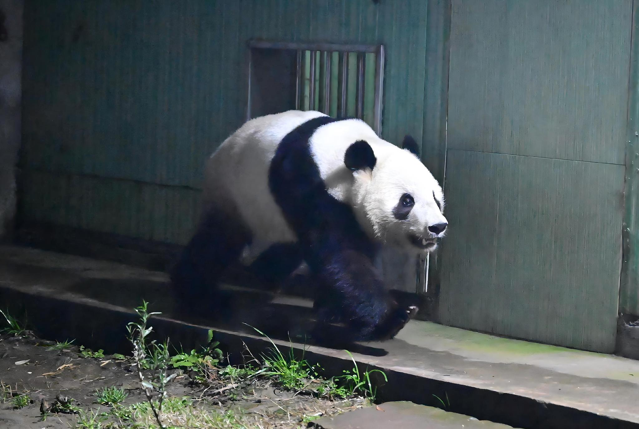 Giant panda Xiao Xiao at the Ya'an base of China Conservation and Research Center for the Giant Panda, Sichuan Province, southwest China, January 28, 2026. /VCG