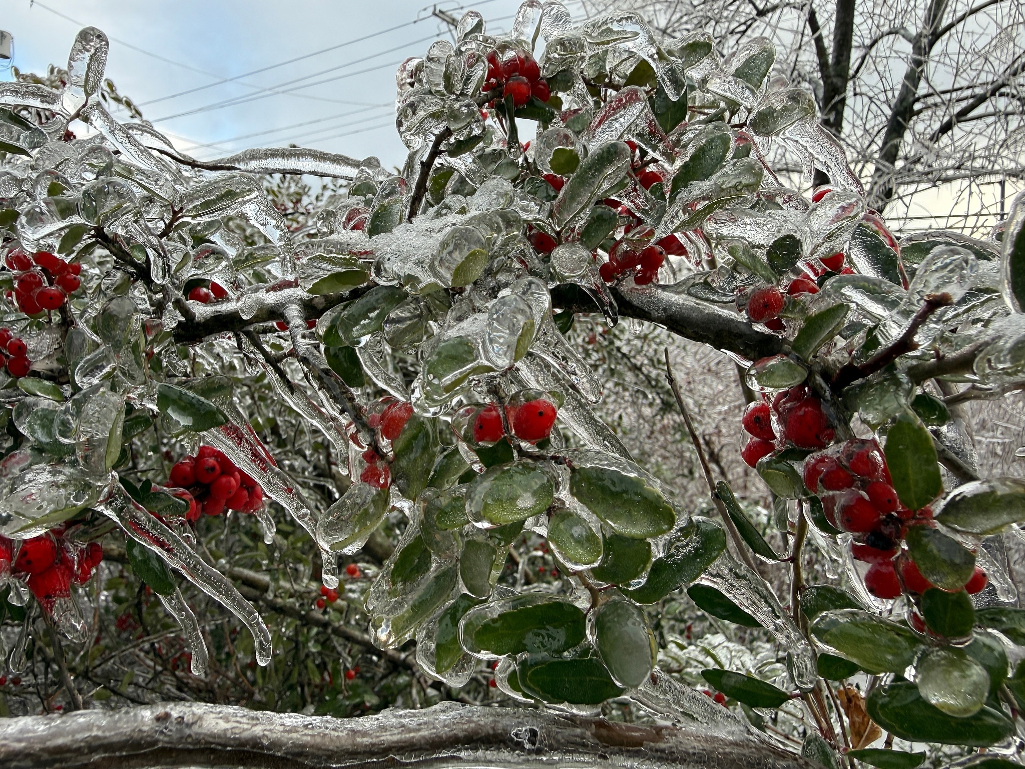 Ice coats a yaupon holly in Nashville, Tennessee, the U.S., January 27, 2026. /VCG