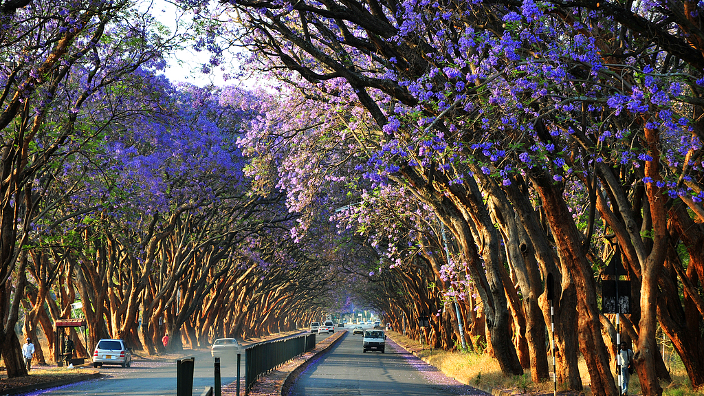 Xi Jinping replies to veterans of Zimbabwe's national liberation war