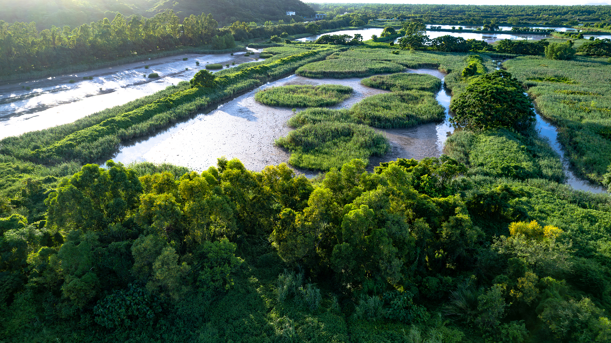 An aerial view of a section of the Qi'ao Mangrove Wetland Ecological Park in Zhuhai, southern China's Guangdong Province, August 30, 2025. /VCG
