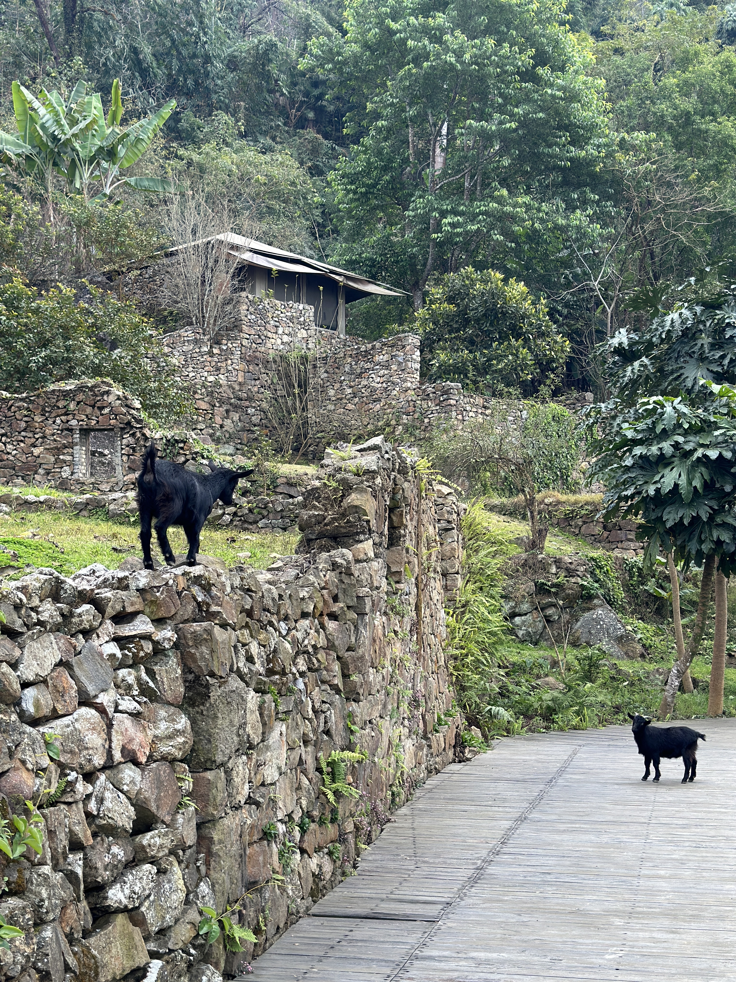 Stay in a tent built upon ancient ruins and overlook the timeless beauty of the Hani Terraces awakening in the morning light. /CGTN
