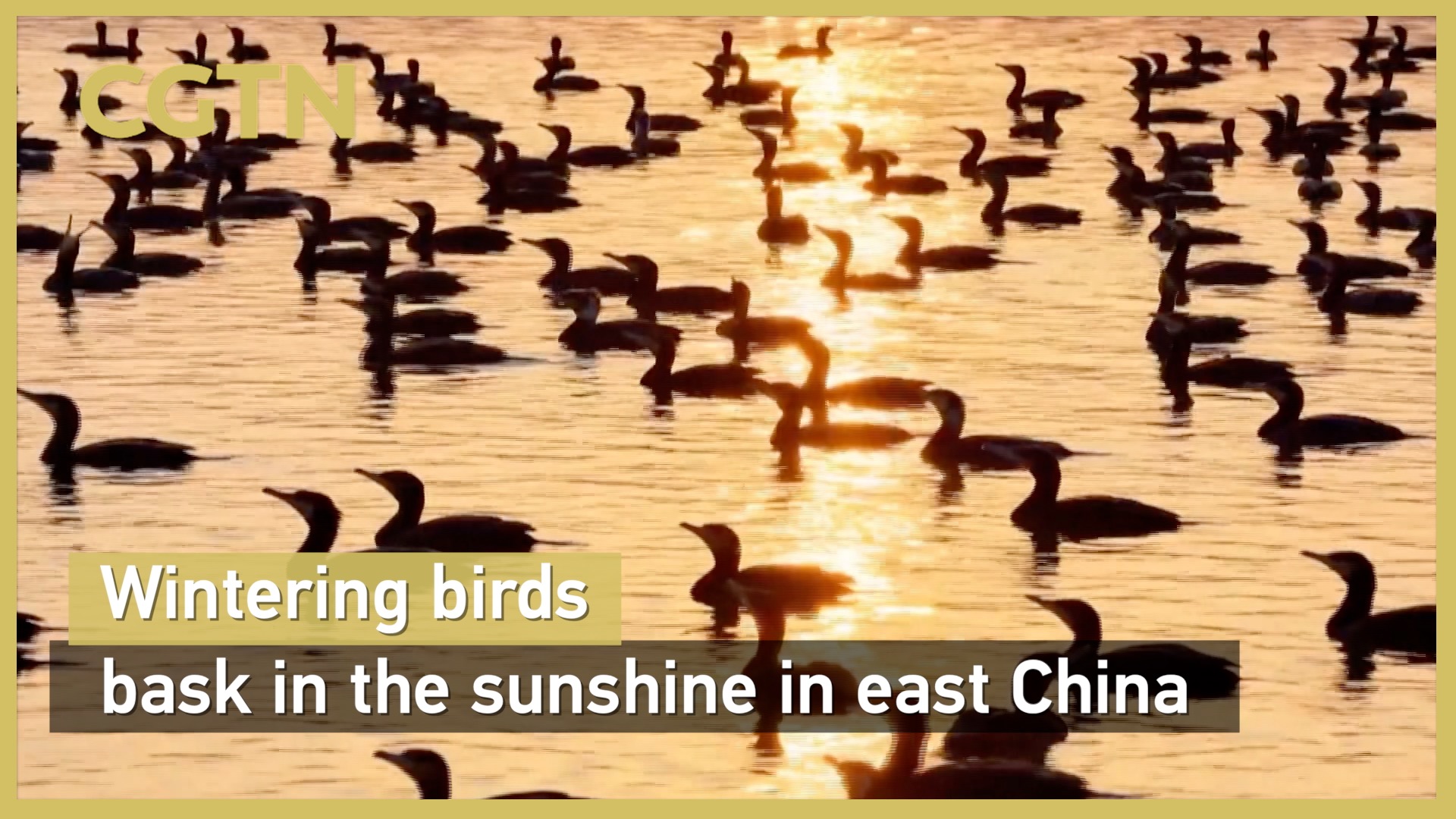 Wintering birds bask in the sunshine in east China