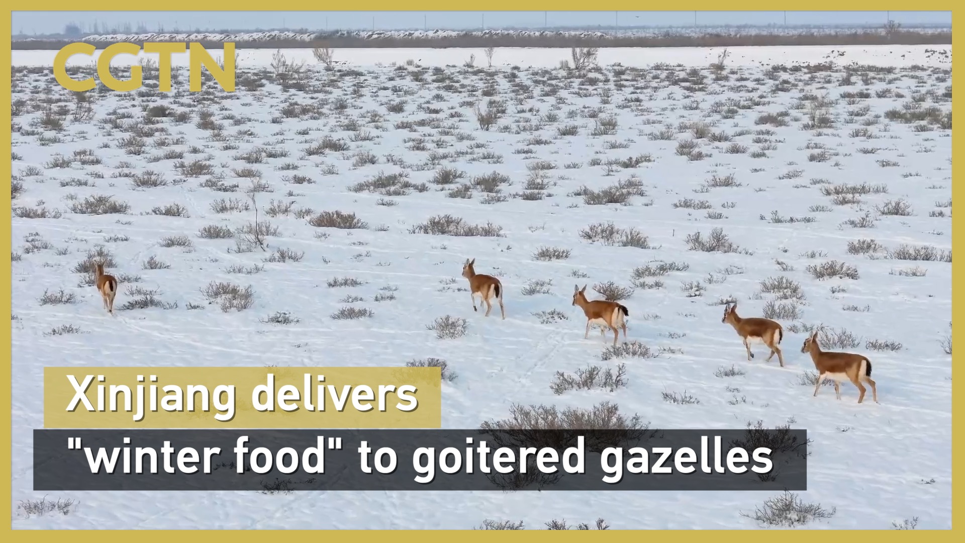 Xinjiang delivers 'winter food' to goitered gazelles