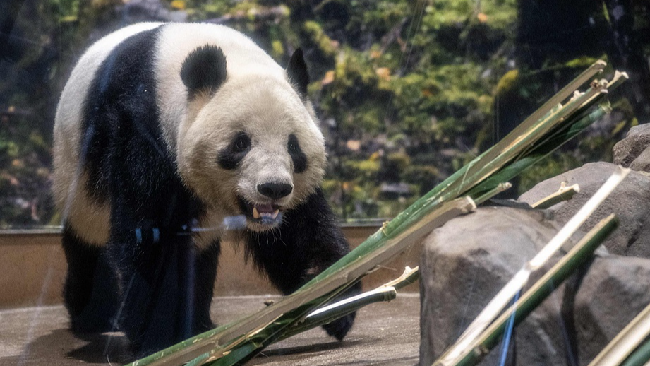 Asia News Wrap: Japan's last two pandas return to China, and more
