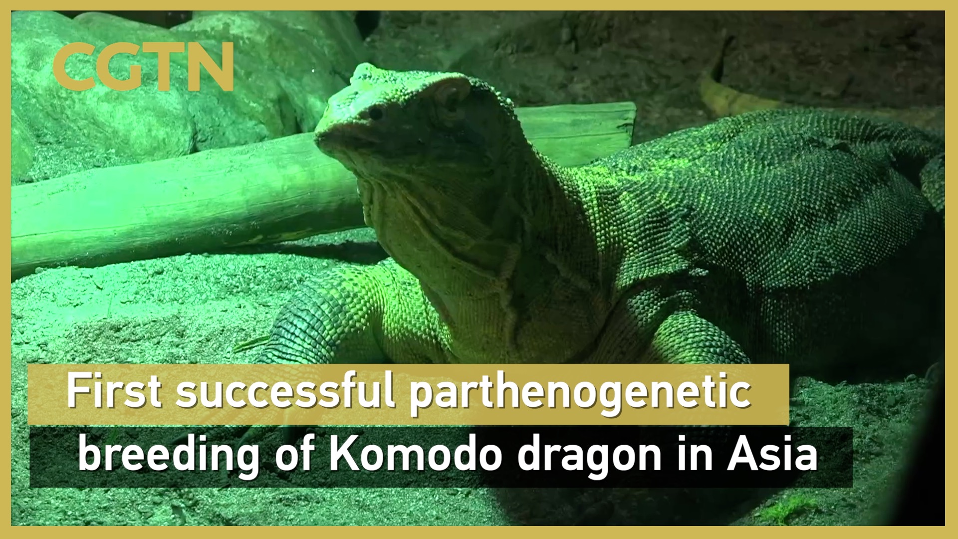 First successful parthenogenetic breeding of Komodo dragon in Asia