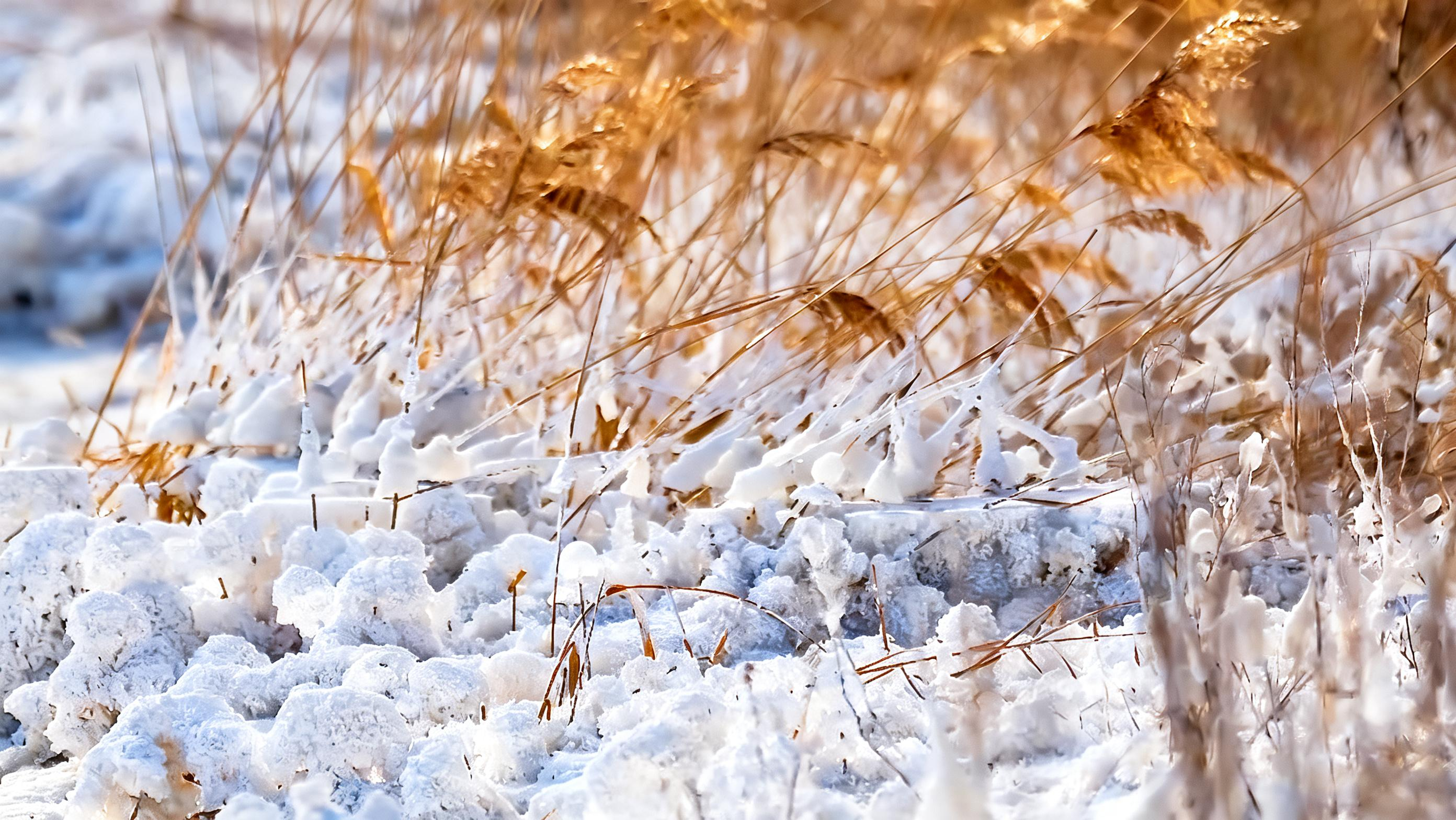Neither snow nor ice: Winter 'blossoms' bloom on Yuncheng Salt Lake