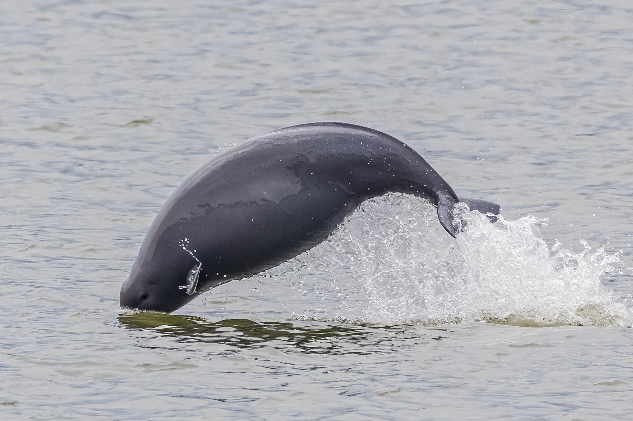 A Yangtze finless porpoise is seen in Nanchang, Jiangxi Province, east China, April 21, 2025. /VCG