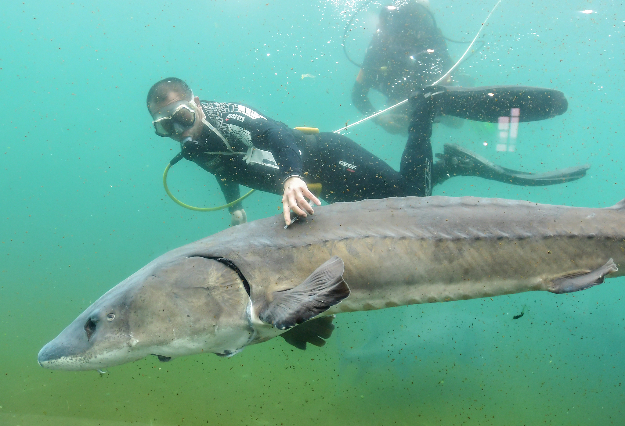 More than 3,000 Chinese sturgeons and Yangtze sturgeons are released into the Yangtze River in Jingzhou, Hubei Province, central China, March 28, 2021. /VCG
