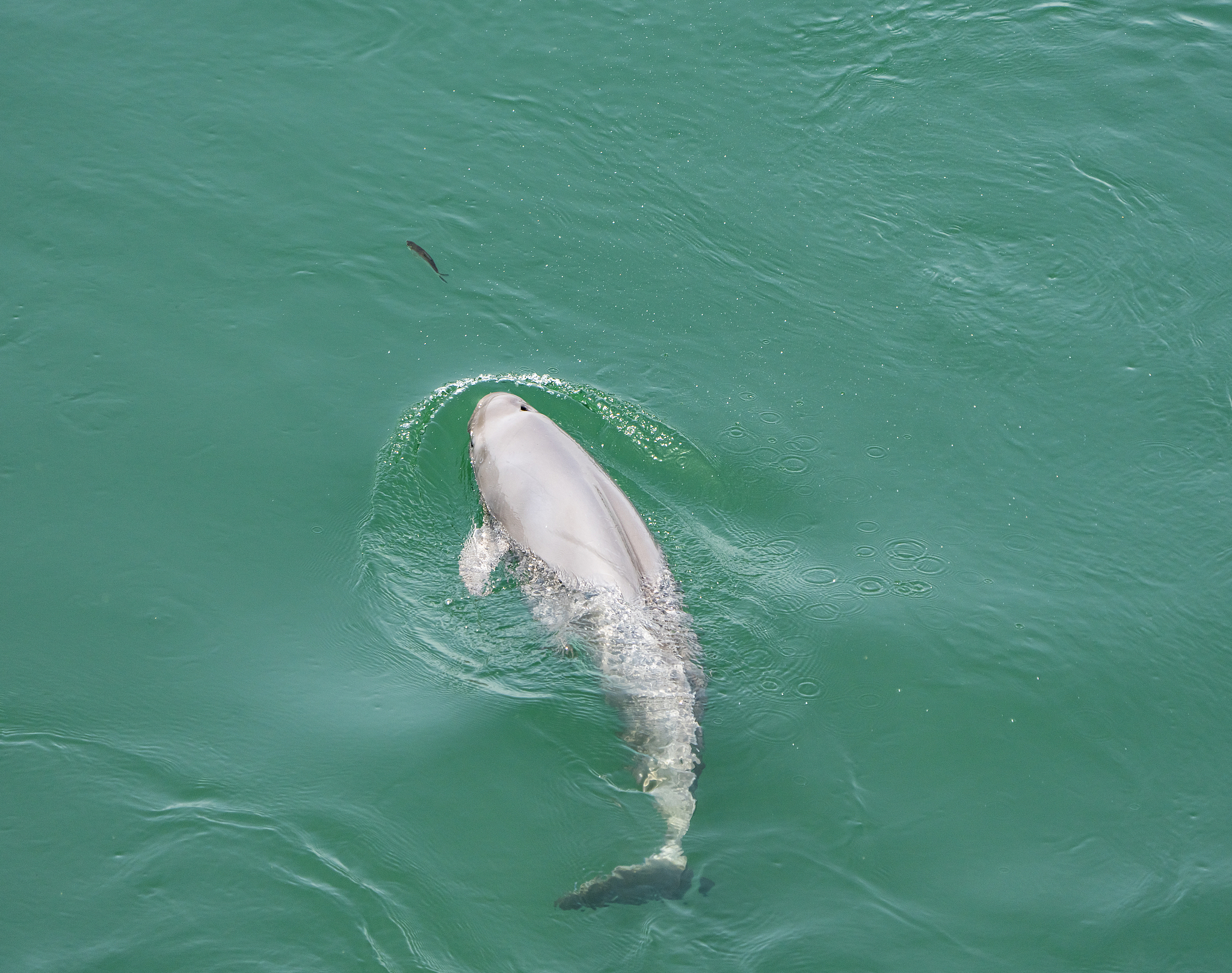 A Yangtze finless porpoise hunting in Yichang, Hubei Province, central China, May 1, 2025. /VCG