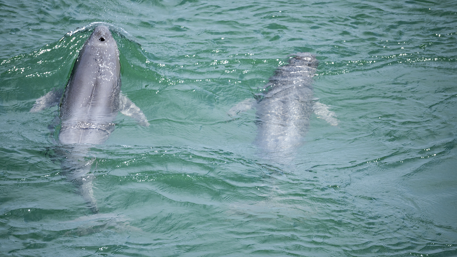 Ten-year fishing ban drives aquatic recovery in Yangtze River