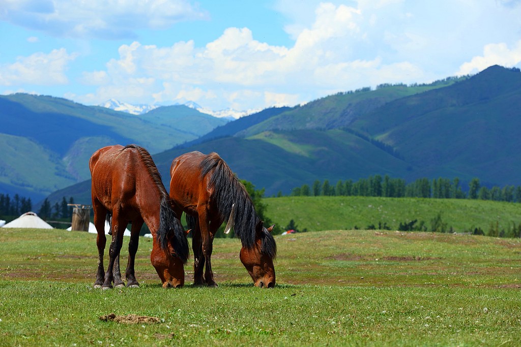Grazing steeds, Altay, northwest China's Xinjiang Uygur Autonomous Region, July 14, 2024. /VCG