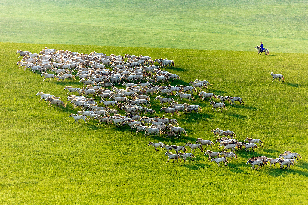 Steeds galloping across the grassland, Xilingol, north China's Inner Mongolia Autonomous Region, June 16, 2025. /VCG