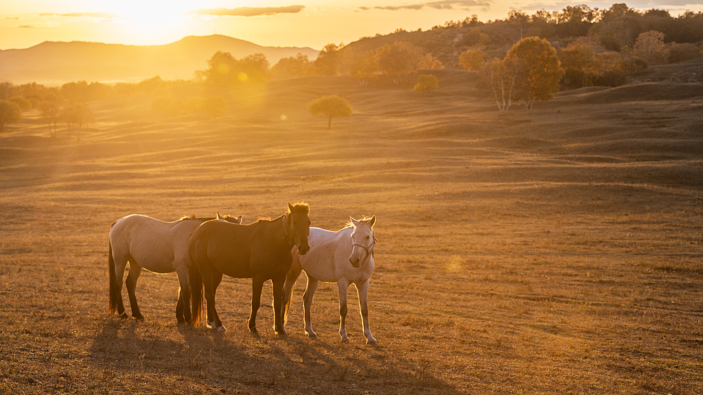 Steeds under the sunset, Chifeng, north China's Inner Mongolia Autonomous Region, September 28, 2025. /VCG