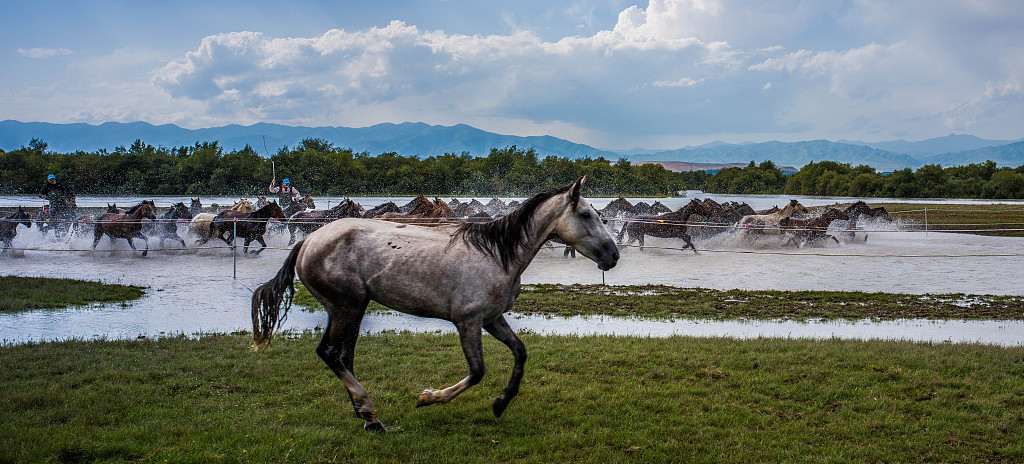 A herd of steeds crossing a river, Ili, northwest China's Xinjiang Uygur Autonomous Region, July 29, 2024. /VCG