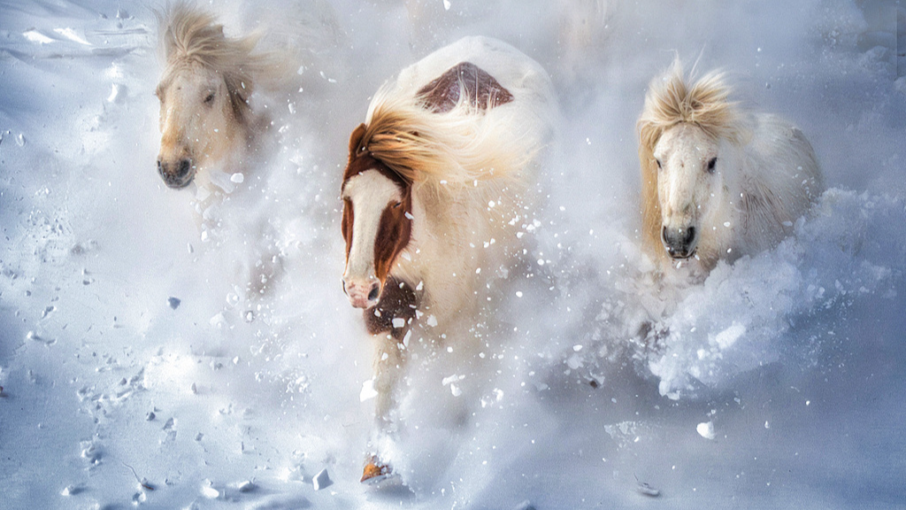 Galloping steeds on the snowfield, north China's Inner Mongolia Autonomous Region, January 15, 2026. /VCG