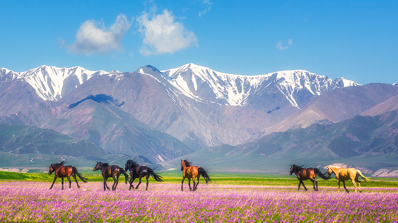 Horses run in northwest China's Xinjiang Uygur Autonomous Region. /VCG
