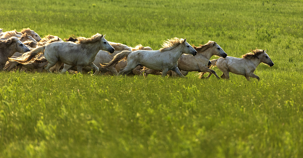 Steeds galloping across the grassland, Xilingol, north China's Inner Mongolia Autonomous Region, June 16, 2025. /VCG